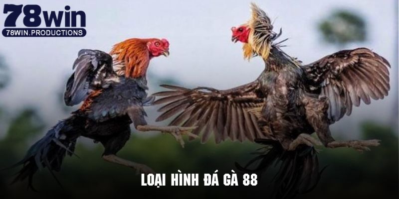 Điểm qua một số loại hình đá gà 88 cực kỳ hấp dẫn